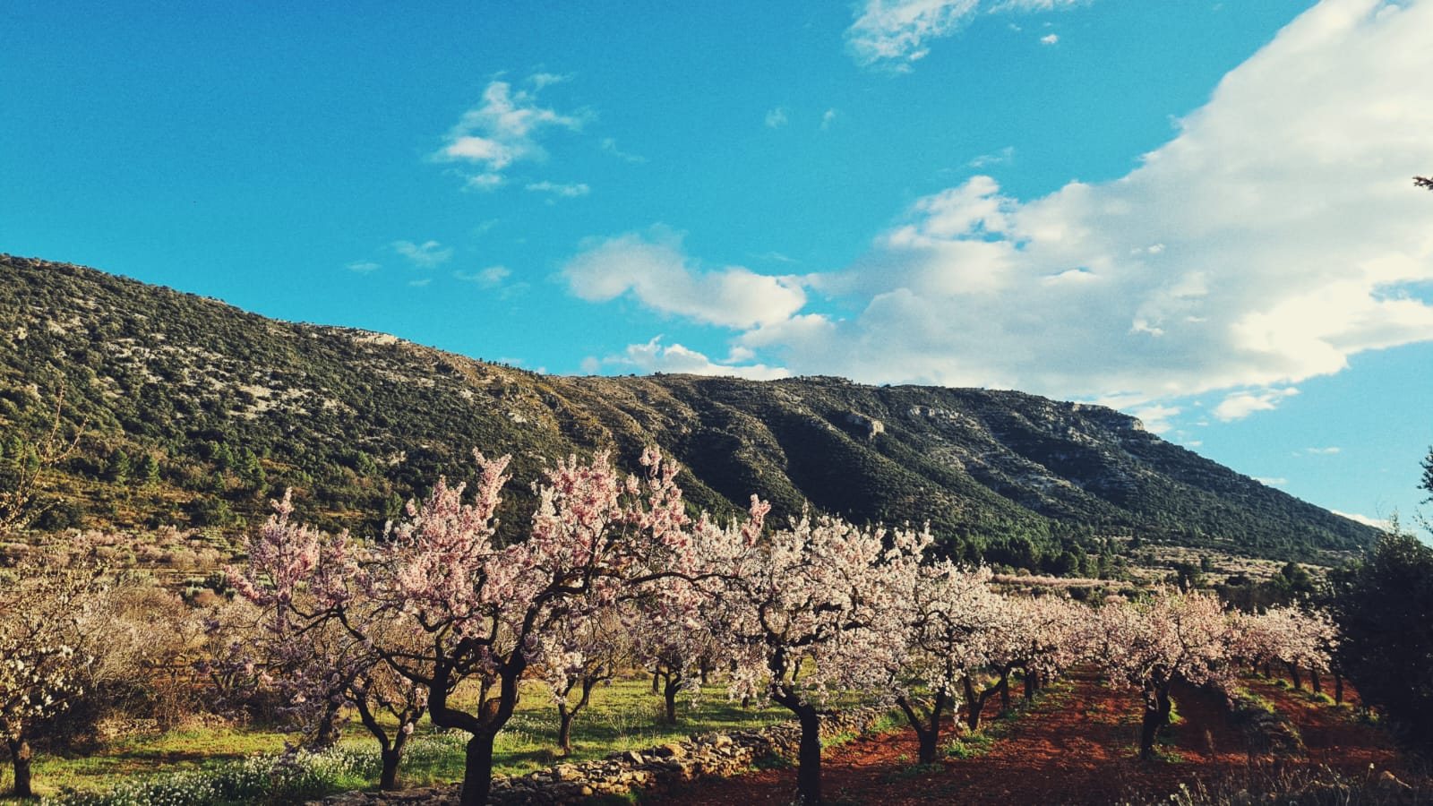 Almendros en flor cerca de La Llar del Maestrat